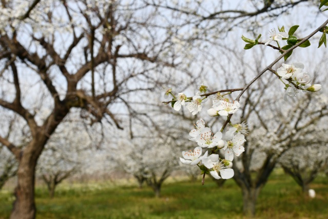 Manisa'da çiçek açan meyve ağaçları,  görsel şölen oluşturdu 4