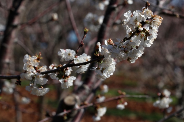Manisa'da çiçek açan meyve ağaçları,  görsel şölen oluşturdu 7