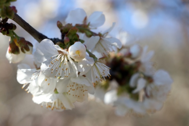 Manisa'da çiçek açan meyve ağaçları,  görsel şölen oluşturdu 5