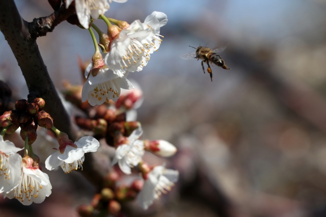 Manisa'da çiçek açan meyve ağaçları,  görsel şölen oluşturdu 6