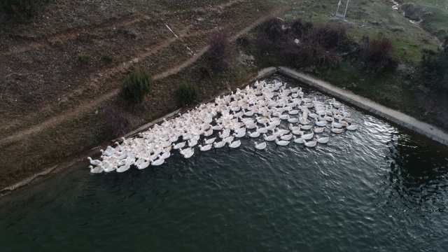 Evinin bahçesinde yetiştirdiği kaz yavruları yoğun talep görüyor 9