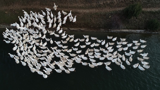 Evinin bahçesinde yetiştirdiği kaz yavruları yoğun talep görüyor 13