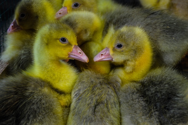 Evinin bahçesinde yetiştirdiği kaz yavruları yoğun talep görüyor 17