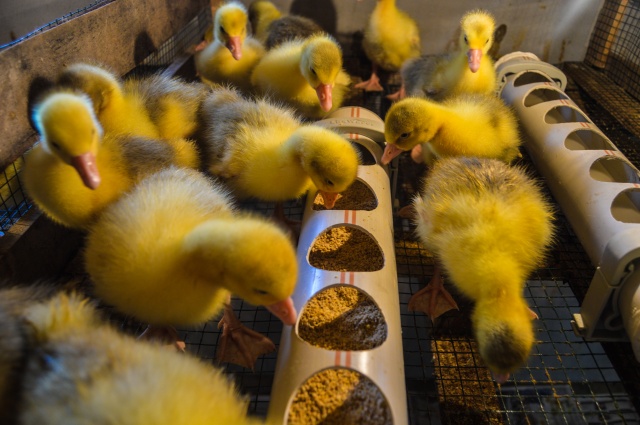 Evinin bahçesinde yetiştirdiği kaz yavruları yoğun talep görüyor 24