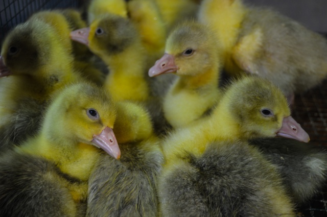 Evinin bahçesinde yetiştirdiği kaz yavruları yoğun talep görüyor 10