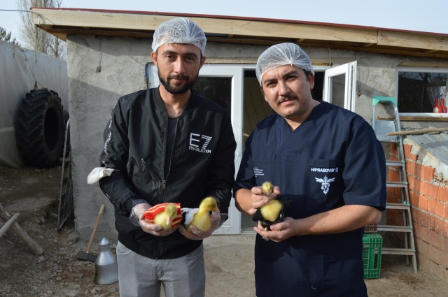 Evinin bahçesinde yetiştirdiği kaz yavruları yoğun talep görüyor 3