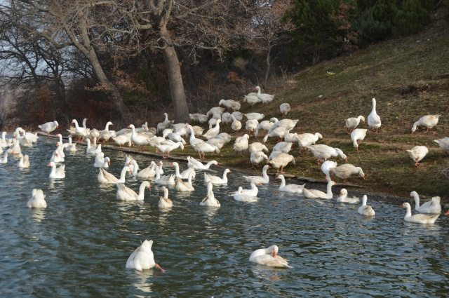 Evinin bahçesinde yetiştirdiği kaz yavruları yoğun talep görüyor 6