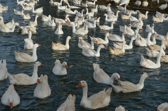Evinin bahçesinde yetiştirdiği kaz yavruları yoğun talep görüyor 21