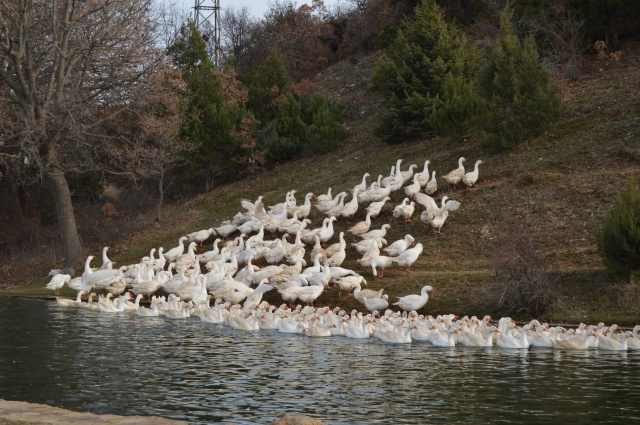 Evinin bahçesinde yetiştirdiği kaz yavruları yoğun talep görüyor 7