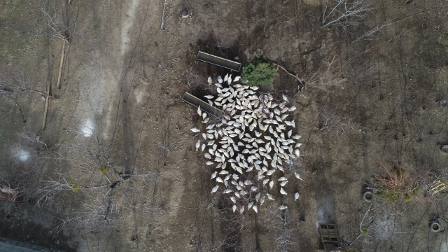 Evinin bahçesinde yetiştirdiği kaz yavruları yoğun talep görüyor 18