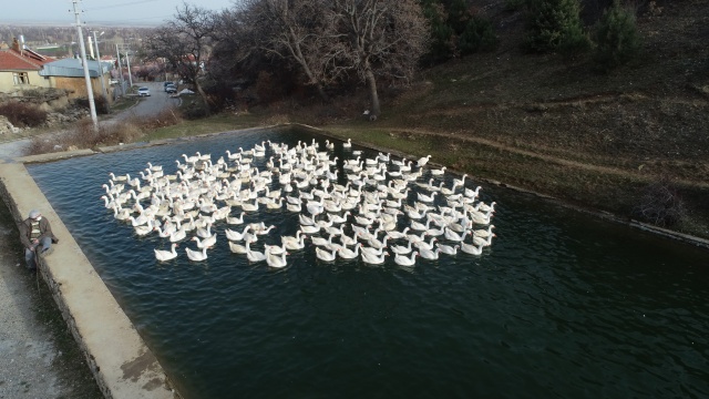 Evinin bahçesinde yetiştirdiği kaz yavruları yoğun talep görüyor 15