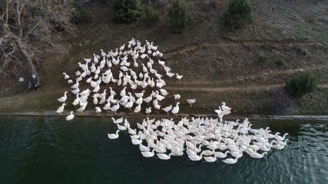 Evinin bahçesinde yetiştirdiği kaz yavruları yoğun talep görüyor 19