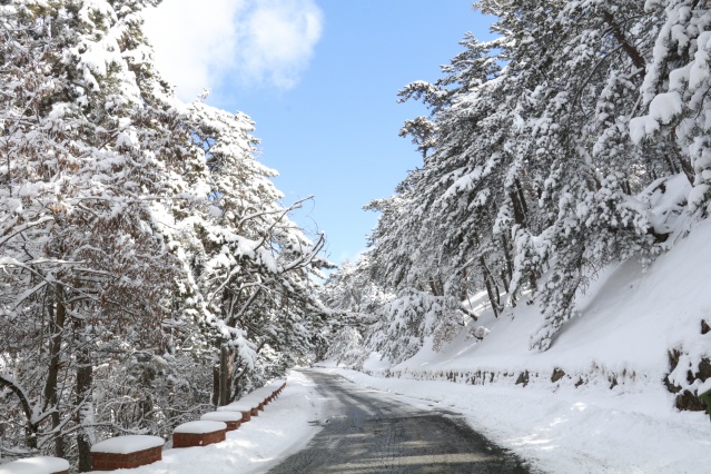 Türkiye'nin ilk milli parkı Çamlık Milli Parkı'nda kar yağışı 5