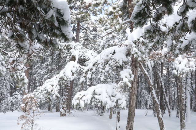 Türkiye'nin ilk milli parkı Çamlık Milli Parkı'nda kar yağışı 6