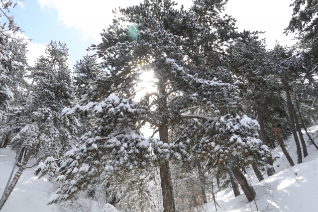 Türkiye'nin ilk milli parkı Çamlık Milli Parkı'nda kar yağışı 8