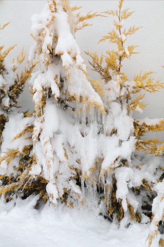 Türkiye'nin ilk milli parkı Çamlık Milli Parkı'nda kar yağışı 7