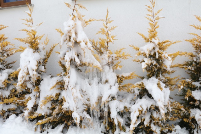 Türkiye'nin ilk milli parkı Çamlık Milli Parkı'nda kar yağışı 2