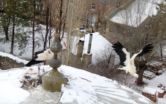 Sivas'ta kar yağışı 6