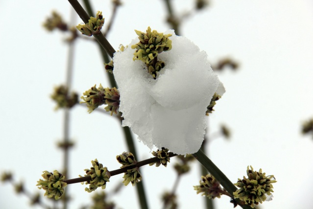 Sivas'ta kar yağışı 1