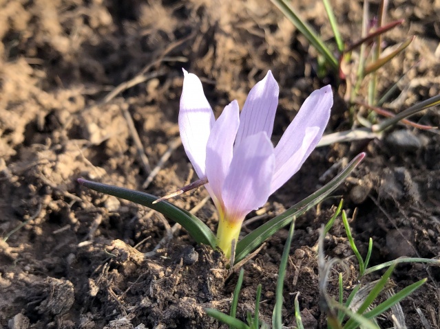 Aras Dağları karların erimesiyle renklendi 6