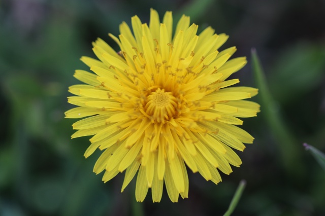 Aras Dağları karların erimesiyle renklendi 4