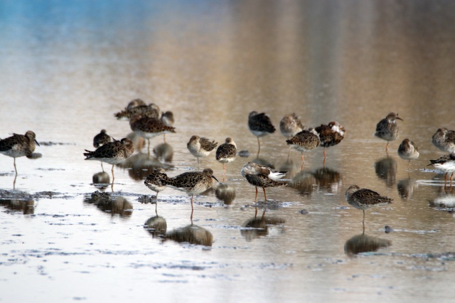 Aras Dağları karların erimesiyle renklendi 5