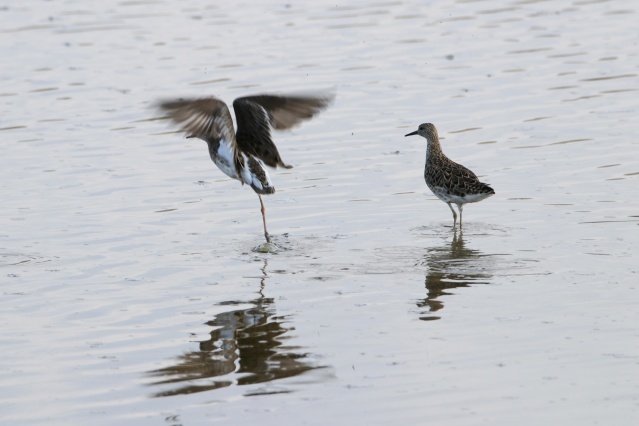 Aras Dağları karların erimesiyle renklendi 3