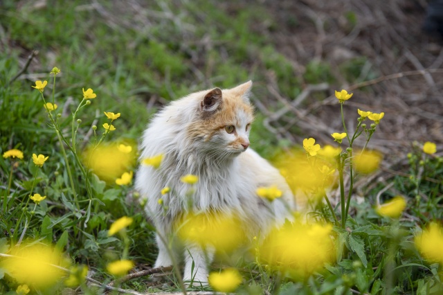 Munzur Vadisi Milli Parkı baharın müjdecisi çiçeklerle renklendi 7