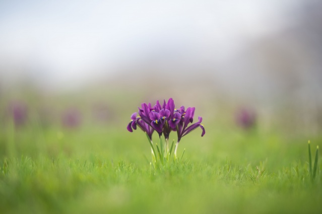 Munzur Vadisi Milli Parkı baharın müjdecisi çiçeklerle renklendi 2