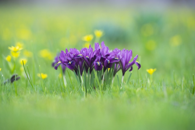 Munzur Vadisi Milli Parkı baharın müjdecisi çiçeklerle renklendi 4