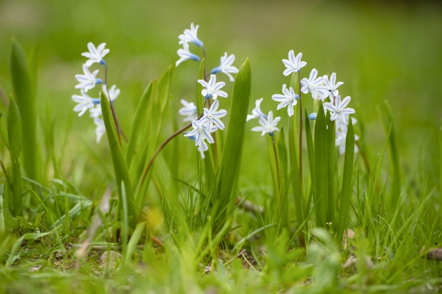 Munzur Vadisi Milli Parkı baharın müjdecisi çiçeklerle renklendi 6