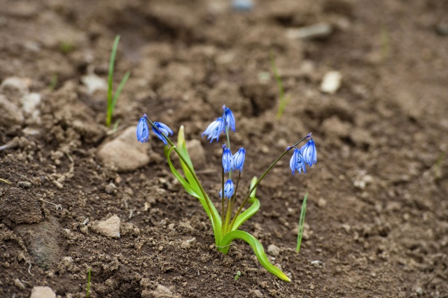 Munzur Vadisi Milli Parkı baharın müjdecisi çiçeklerle renklendi 8