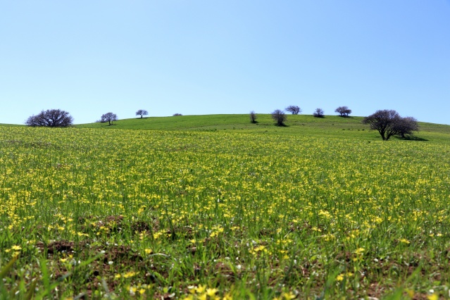 Baharın müjdecisi çiçekler Ağrı'da görsel şölen sunuyor 7