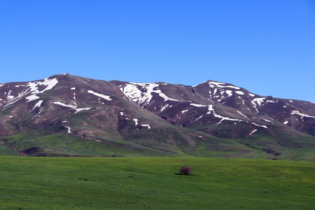 Baharın müjdecisi çiçekler Ağrı'da görsel şölen sunuyor 5