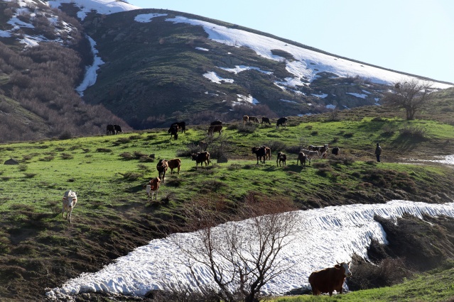 Baharın müjdecisi çiçekler Ağrı'da görsel şölen sunuyor 9