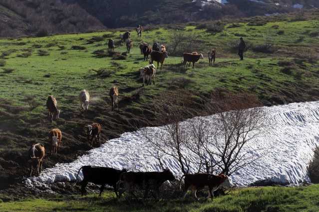 Baharın müjdecisi çiçekler Ağrı'da görsel şölen sunuyor 8