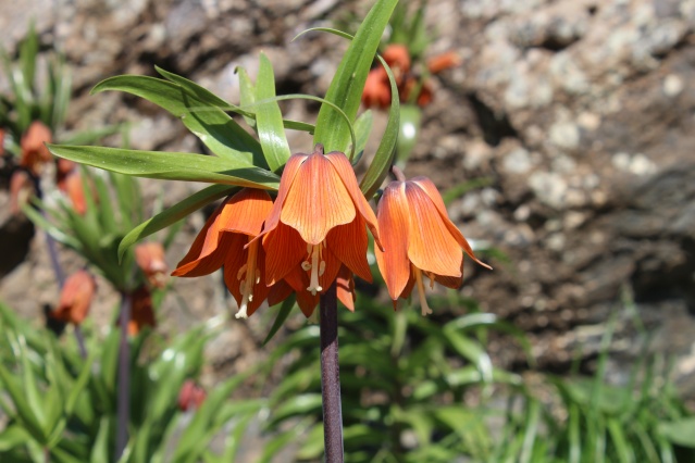 Hakkari dağlarında açan ters laleler görsel şölen sunuyor 4