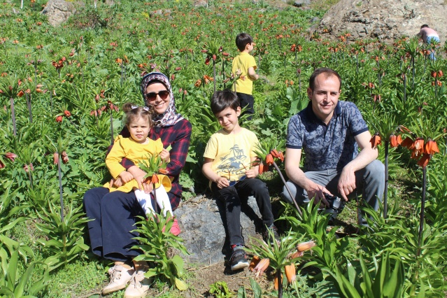 Hakkari dağlarında açan ters laleler görsel şölen sunuyor 11
