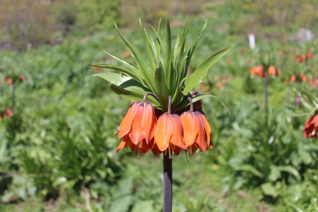 Hakkari dağlarında açan ters laleler görsel şölen sunuyor 5