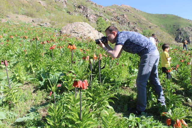 Hakkari dağlarında açan ters laleler görsel şölen sunuyor 9