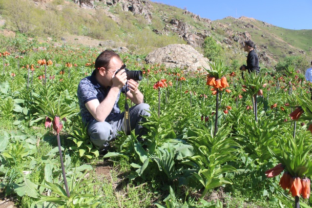 Hakkari dağlarında açan ters laleler görsel şölen sunuyor 10