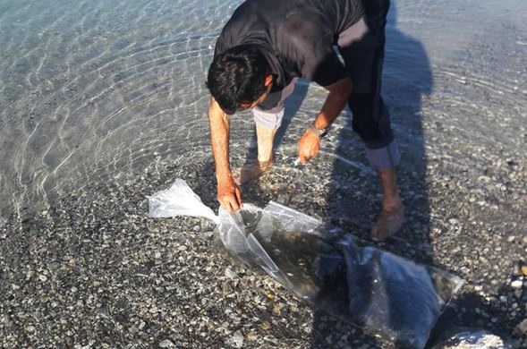 On binlerce yavru zaman göle bırakıldı 2