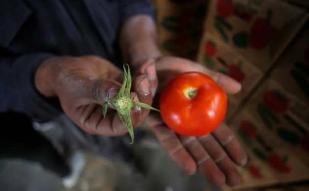 İsrail'in kararına tepki: Domates sapını tehdit gördüler 1