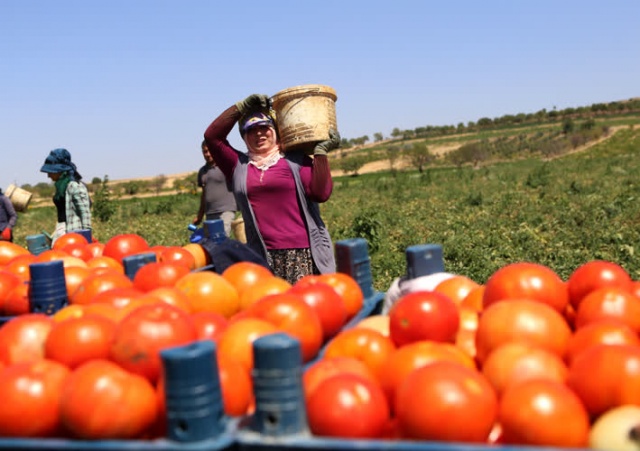 Kilisli çiftçiler,  Suriye pazarında yerini almak istiyor 1