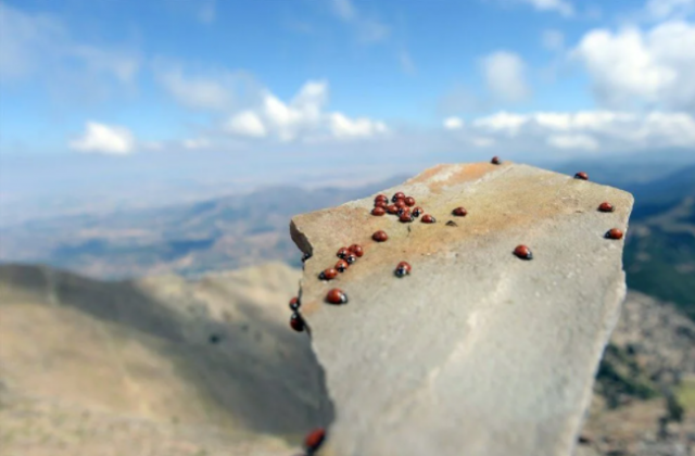 50 milyona yakın uğur böceği ile ilgi çekiyor: Uludaz Tepesi 4