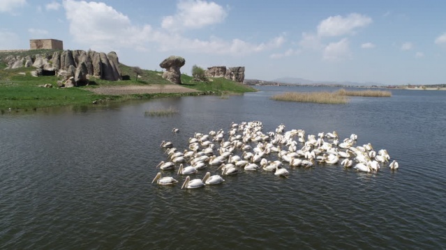 Frigya'nın yeni konukları "Pelikanlar" oldu 1