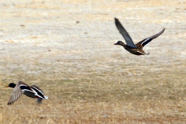 Göçmen kuşlar Ağrı Dağı'nı mesken tuttu 5