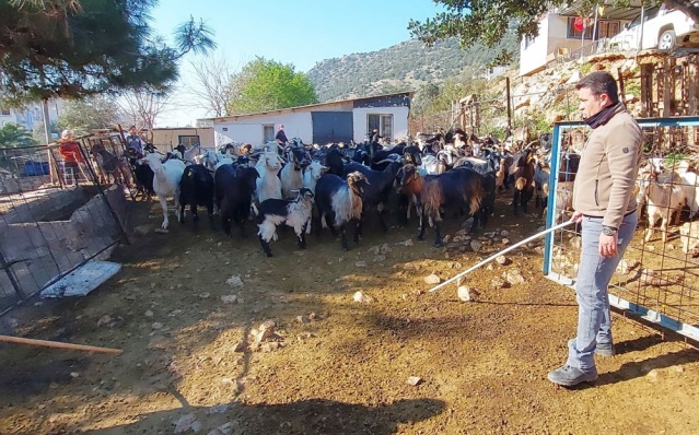Bodrum'un drone'lu çobanı: Adım adım izliyor 1