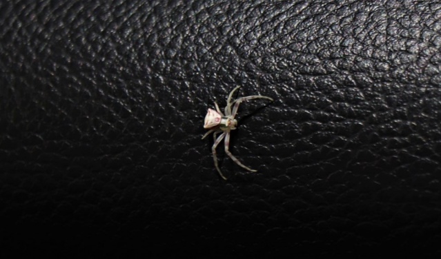 İnsan yüzlü örümcek Türkiye'de bir kez daha ortaya çıktı 7