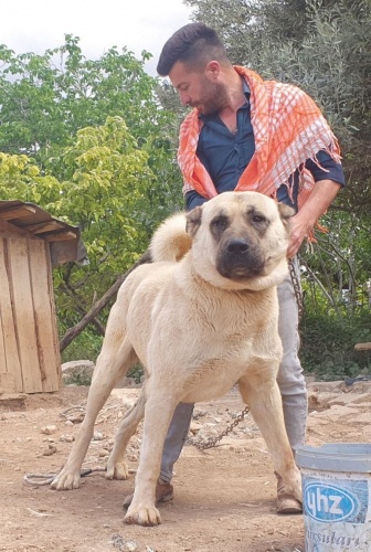 60 yıldır 'Çökelez Aslan'ı yetiştiriyorlar 5